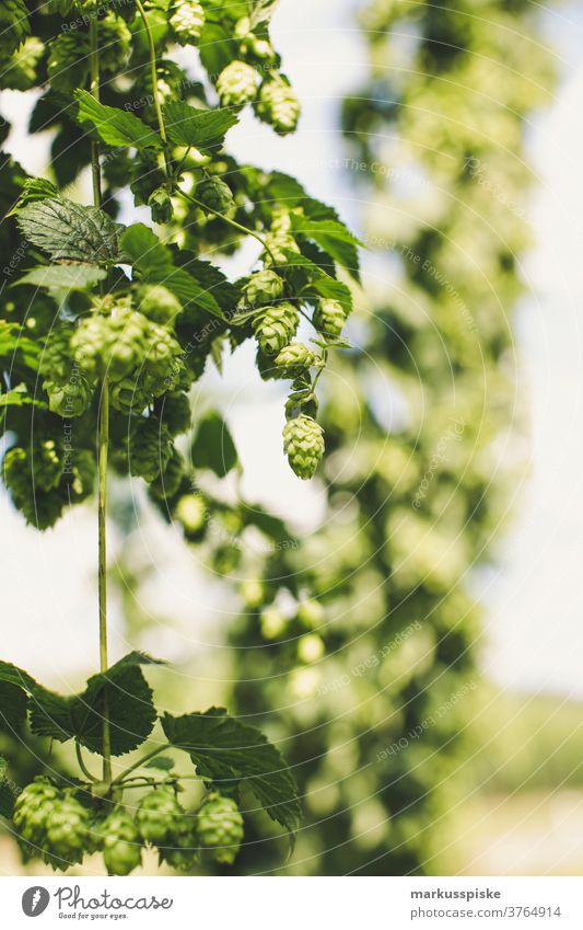Fresh Bio Hop for Craft Beer agrarian agriculture ale-brewer beer organic bloom breed breeding brewery brewing brewing of beer cash cropping cone cones