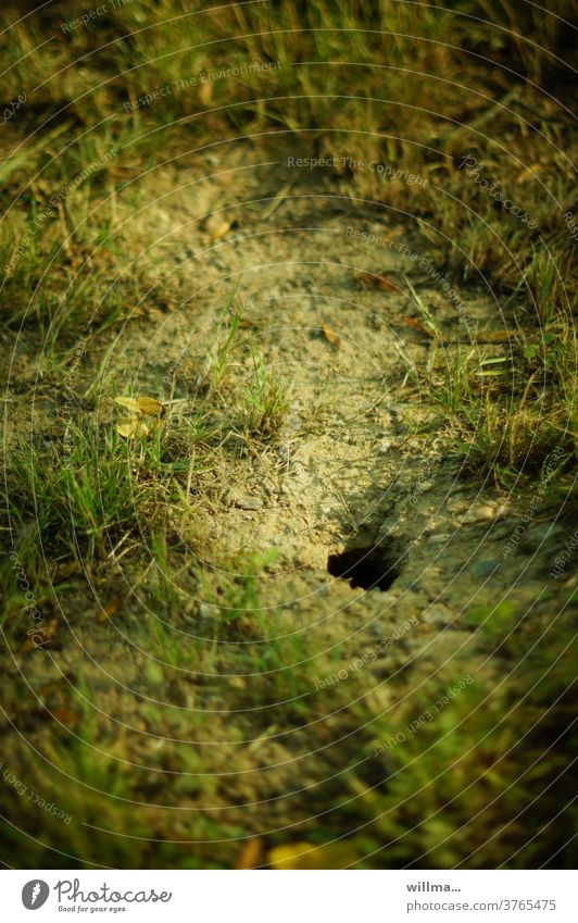 The mouse that squeaks in the mouse hole mouse-hole Mouse hole Hollow Opening crawl into the hole Meadow Entrance Way out Refuge Mausbau