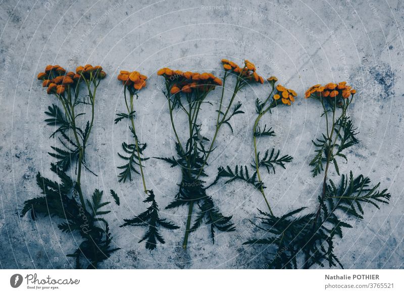 Orange flowers lined up on a concrete background daisy green orange design aligned beautiful blossom decoration floral modern repeat daisies summer plant spring