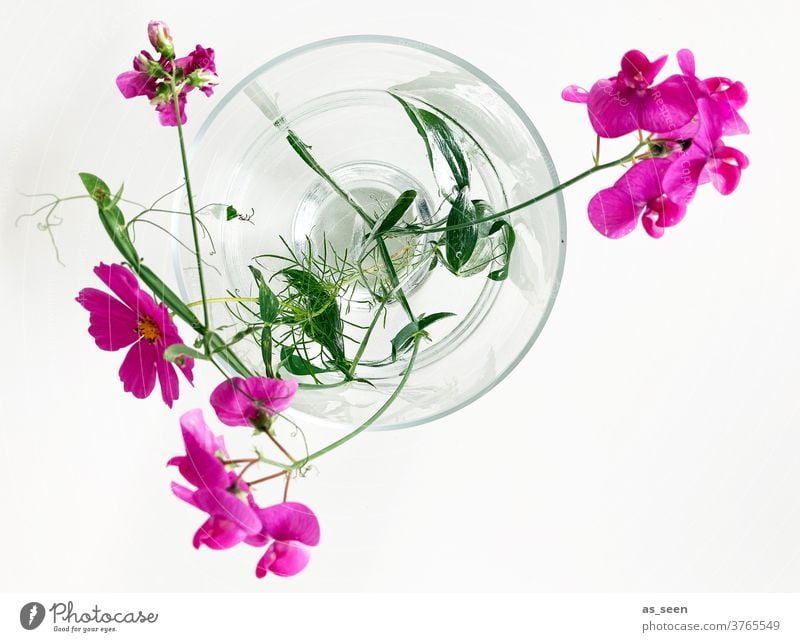 Pink flowers in vase bipinnata Cosmos glass vase green pink White Bird's-eye view filament bleed September August Yellow luminescent Blossoming Style Decoration