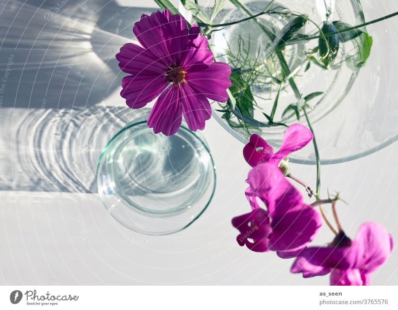 Pink flowers in vase bipinnata Cosmos glass vase green pink White Bird's-eye view filament bleed September August Yellow luminescent Blossoming Style Decoration