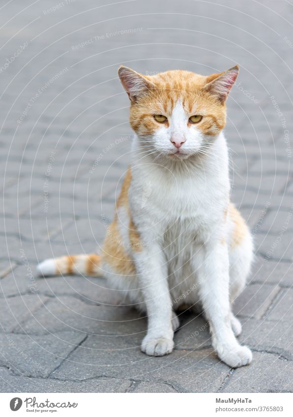 street cat robber paws mustache sidewalk city portrait animal mammal