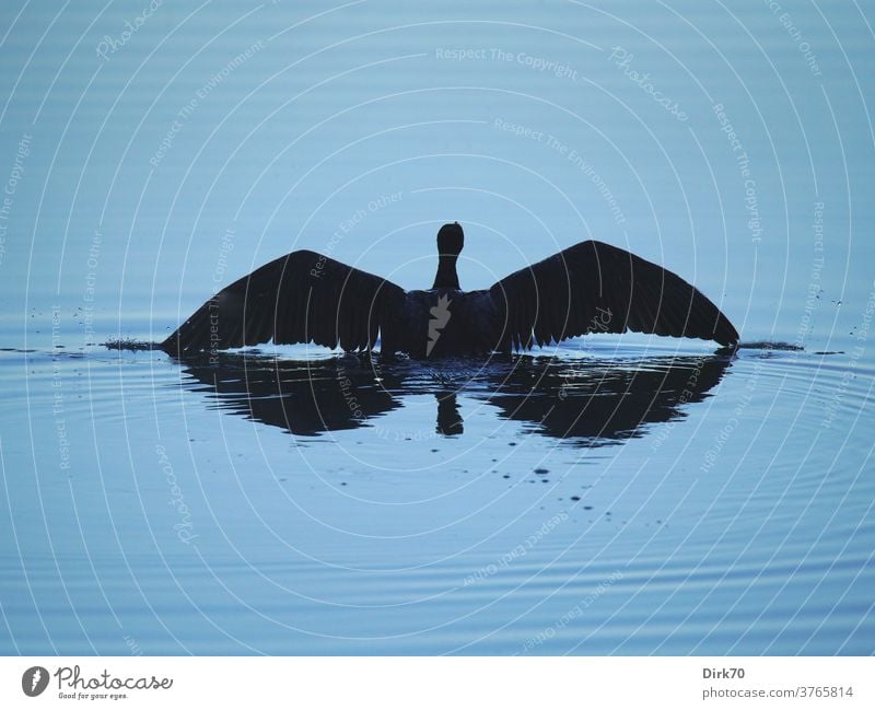 Cormorant shortly before takeoff birds waterfowl be afloat take off Ready to start departure ready to take off Escape flee Wet Water Surface of water Lake Pond