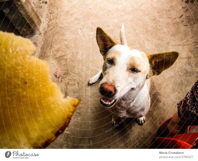 Smiling dog looking up and waiting for a treat Smile Happy dog Waiting Waiting for treats happy portrait pet cute Togetherness Love Affection Pet love