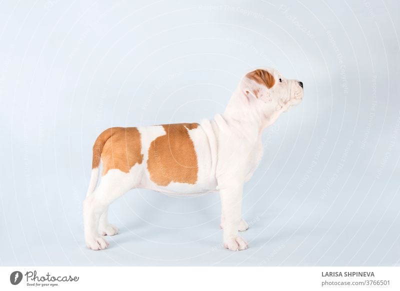 Studio portrait funny cute puppy American Staffordshire Terrier standing in rack on light blue background, close-up dog white pet happy studio staffordshire