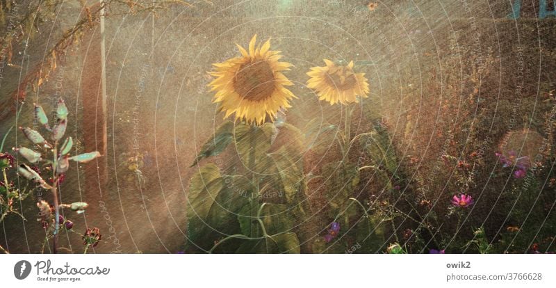 Sunflower shower Landscape Blossoming spring flowers Colour photo Growth Day Fresh Glittering bushes Sunlight Damp Exterior shot Close-up Plant Cast