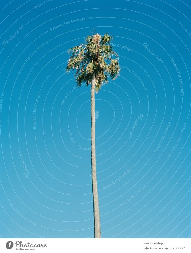 palm Palm tree Blue sky Cloudless sky palms Tall