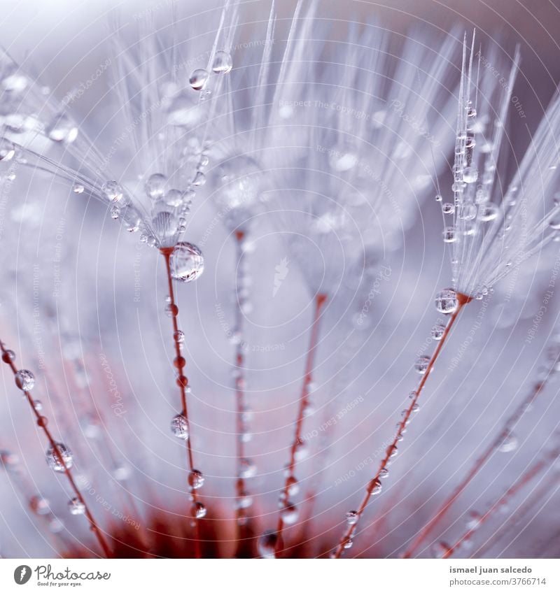 raindrops on the dandelion seed in autumn season flower plant rainy wet freshness fragility floral beautiful garden nature abstract textured soft softness
