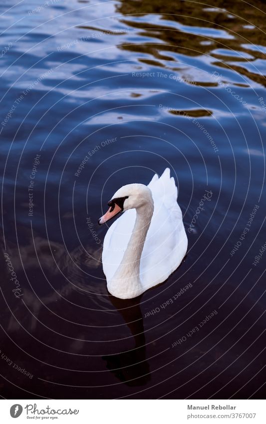 photography of a swan bird beautiful nature animal white wildlife background water beauty elegance lake blue reflection feather wing landscape outdoor symbol