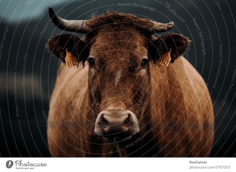 A close up of a brown cow with a broken horn looking straight to camera during a stormy day in the middle of the mountains vitality looking at camera mouth save