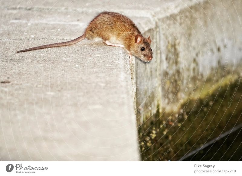 Rat at the water Rodent Colour photo Mammal Deserted Brown Exterior shot