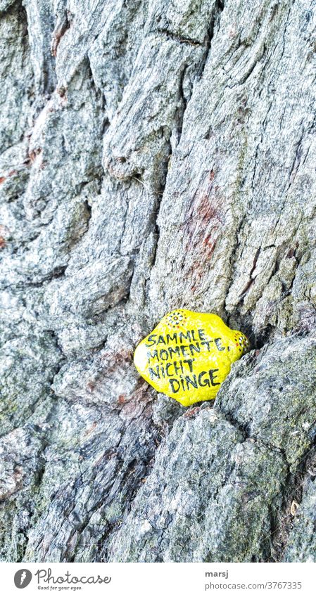 Collect moments, not things. Sentiments on a yellow-painted stone embedded in the bark of a 1000-year-old oak tree. motto Stone oak bark Yellow Calendar motto
