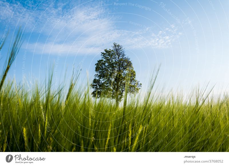 tree Tree Meadow Perspective Grass Beautiful weather 1 Nature Environment loner Summer Field
