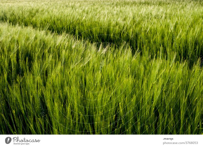 field Grain field Field Nature Agriculture Agricultural crop Cornfield Green Environment Landscape Summer Nutrition naturally Growth Ecological Plant Grass