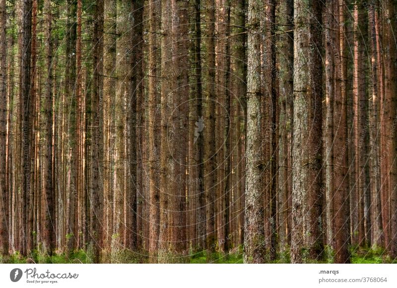 forest Forest Tree trunk Many Nature Double exposure Environment Coniferous forest Calm Relaxation Forestry