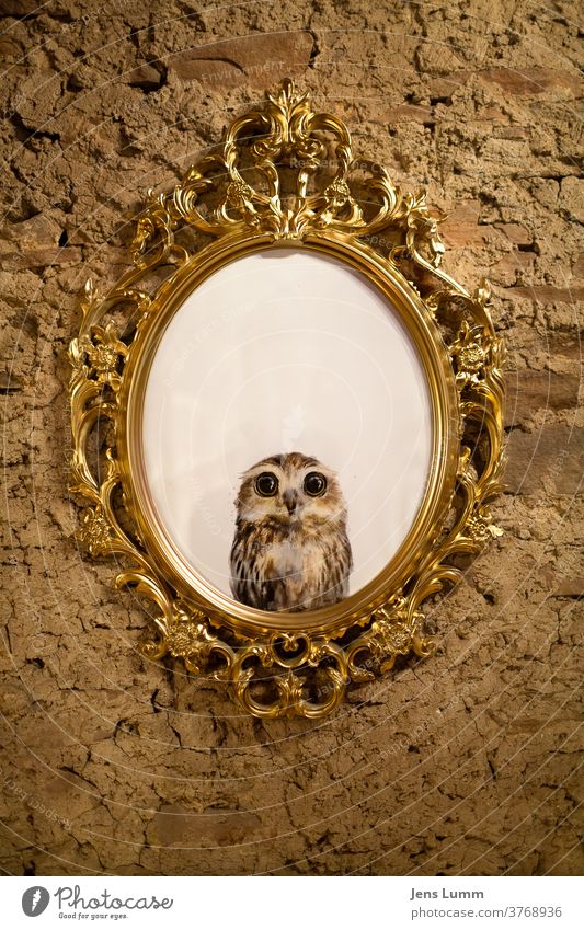 Photo of an owl in an old picture frame Baroque foolish Funny crafted Home-made golden Frame Picture frame Unplastered Mirror anxiously Insecure white space