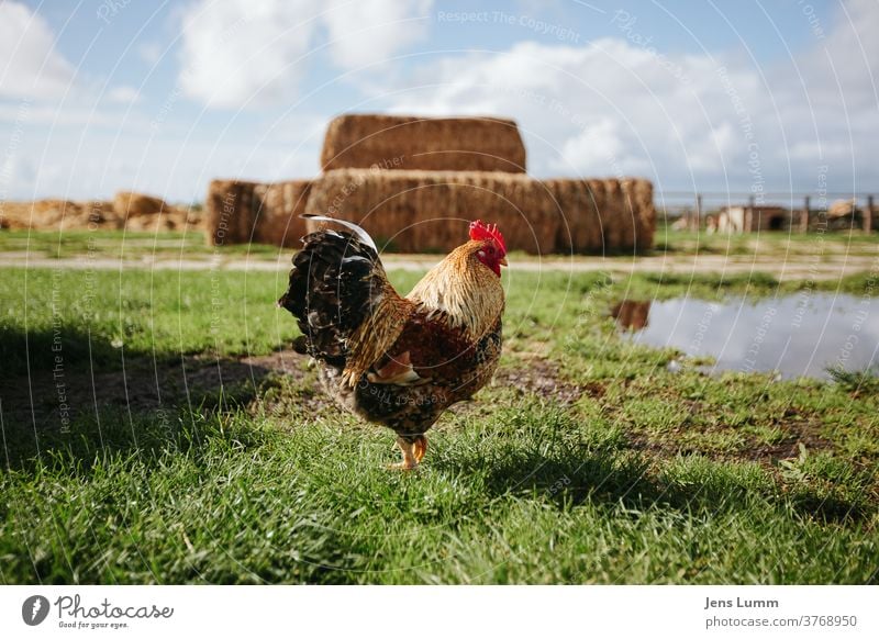 Rooster stands on the meadow of a farm Cockscomb Meadow Farm Hay bale Puddle Sky cloudy sky Clouds Netherlands vacation Animal feathers Exterior shot