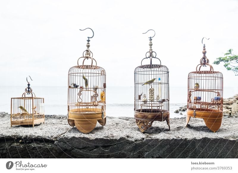 Four bird cages with singing birds on a stone wall in Sanur, Bali, Indonesia asia asian indonesia nature bali indonesian sell wildlife caged captive illegal