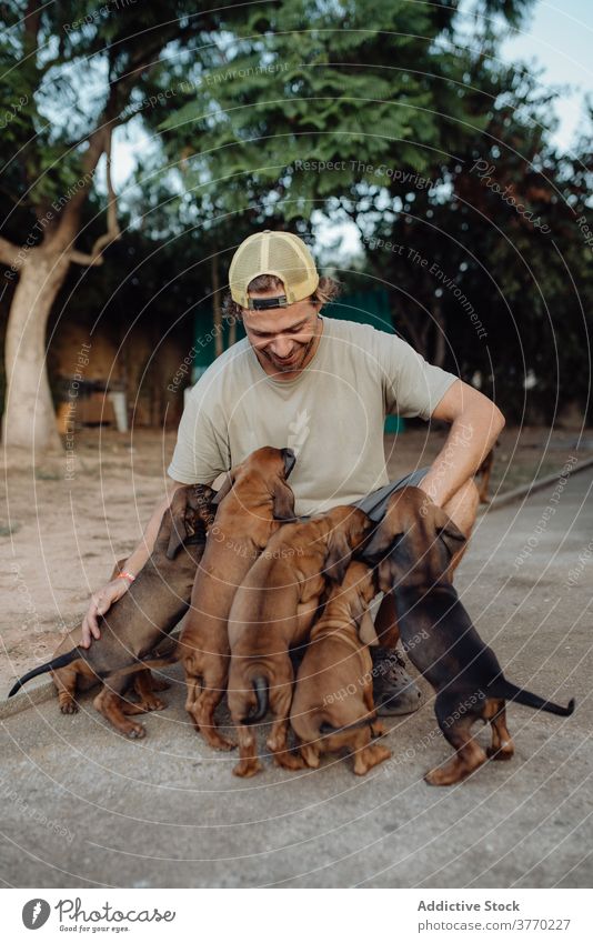 Smiling man with cute puppies in countryside puppy stroke pack dog german hound charming animal many male breed adorable pet domestic caress sweet nature