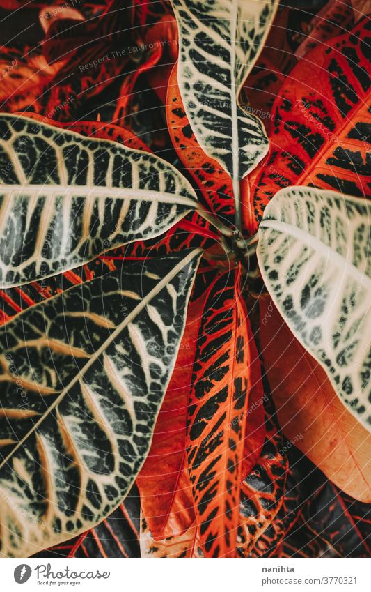 Amazing details of a codiaeum variegatum plant croton leaf leaves pattern contrast organic texture matte color intense botany botanic garden gardening elegant