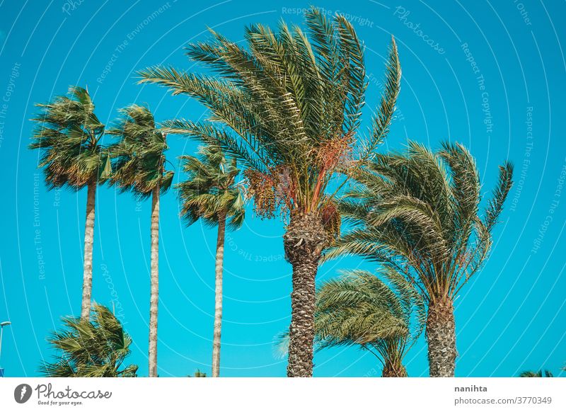 Typical holiday image with palm trees against sky beach nostalgia retro arecaceae Phoenix dactylifera blue blue sky dates Spain mediterranean Mediterráneo