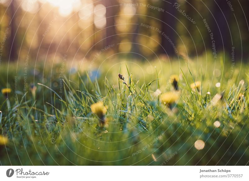 Forest meadow in the evening sun natural Flower meadow Worm's-eye view Light Deserted Day Exterior shot Colour photo Freedom Air Grass green Esthetic Summer