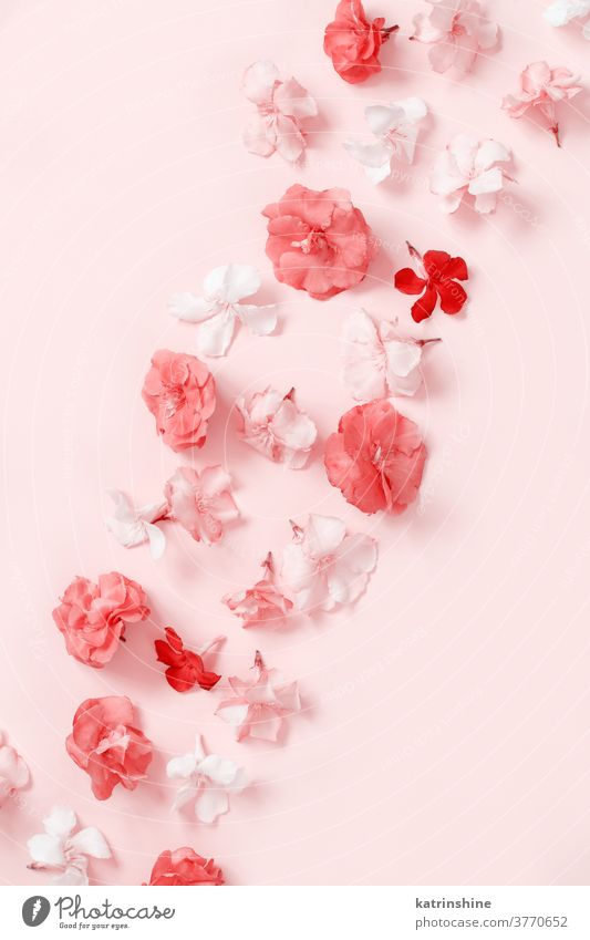 Pink flowers on a pink background top view light pink coral pattern monochrome Womans day Bridal Engagement Spring Above Pastel Greeting Romantic Valentines