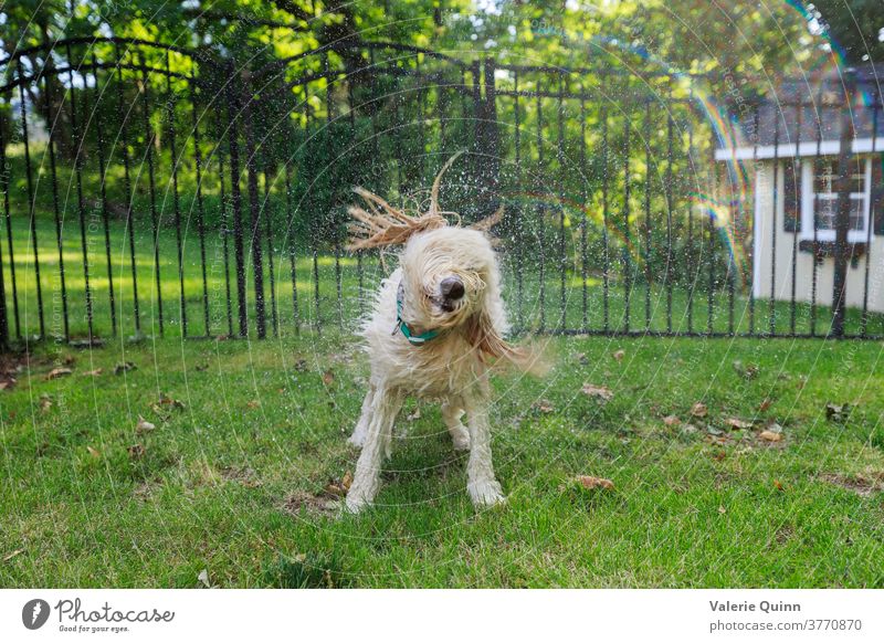 Goldendoodle shaking off after a swim in the pool Animal portrait Day Morning goldendoodle Funny Long-haired Dog Pet Colour photo fun Shaking Water Drying
