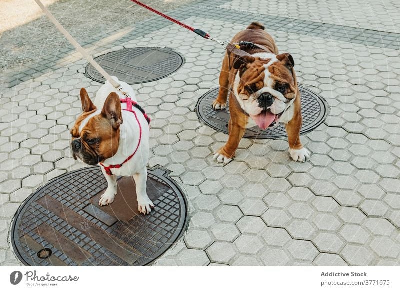 Bulldogs on leashes on city street french bulldog english bulldog pet pedigree breed animal together puppy domestic adorable brown cute canine purebred friend