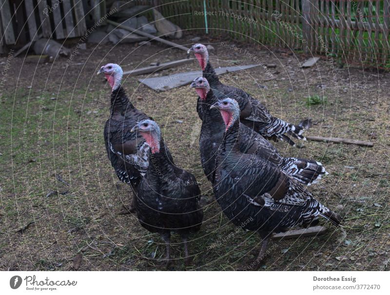 Turkeys in the outdoor enclosure Poultry Animal Hen Free-roaming species-appropriate animal husbandry poultry breeding Biological Free-range rearing Food Red