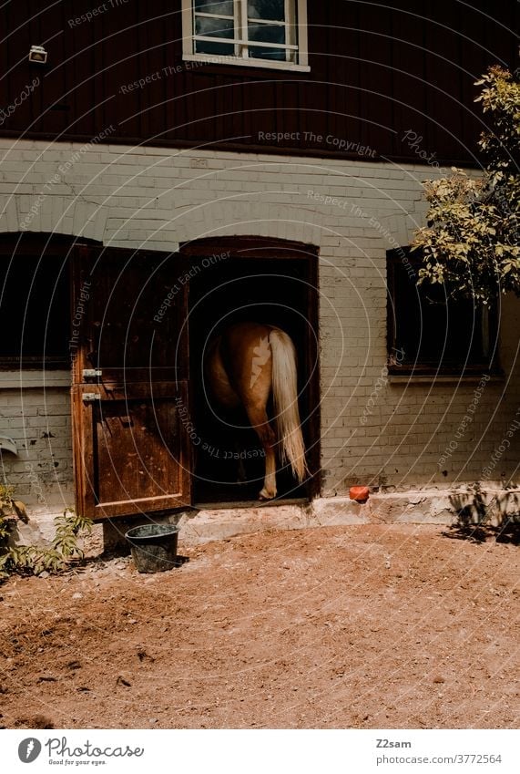 Horse sees in the stable Barn Stable Country life country Ride riding horse Goal door House (Residential Structure) Summer Sun Warmth behind Hind quarters Tails