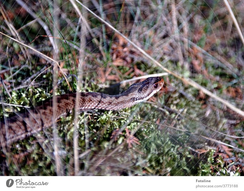 Even though it is well camouflaged, Fotoline has discovered the adder in the heath. Adder Snake Animal Colour photo 1 Nature Deserted Wild animal Exterior shot