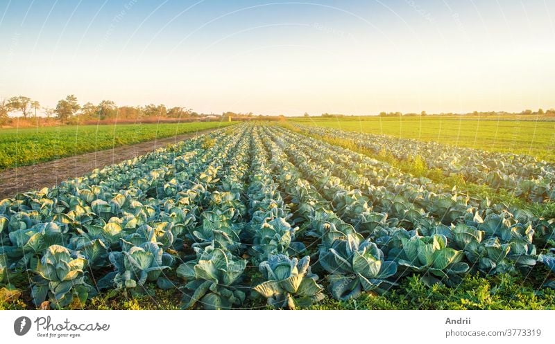 Cabbage plantations in the sunset light. Growing organic vegetables. Eco-friendly products. Agriculture and farming. Plantation cultivation. Selective focus