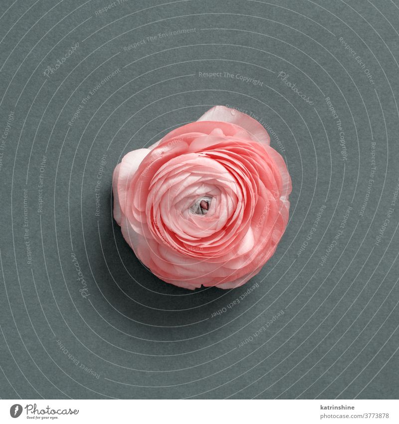 Pink flower on a grey background pink spring mother romantic top view roses ranunculus concept creative day decor decoration design floral holiday march