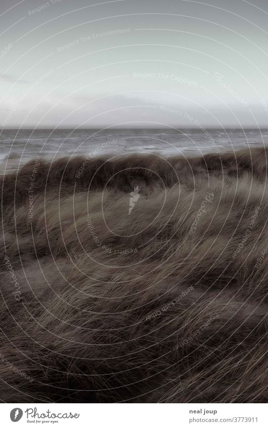 View from the dunes to the stormy North Sea Nature Landscape Ocean Gale somber Wind Double exposure Exterior shot Coast Deserted Elements Bad weather Storm Wild
