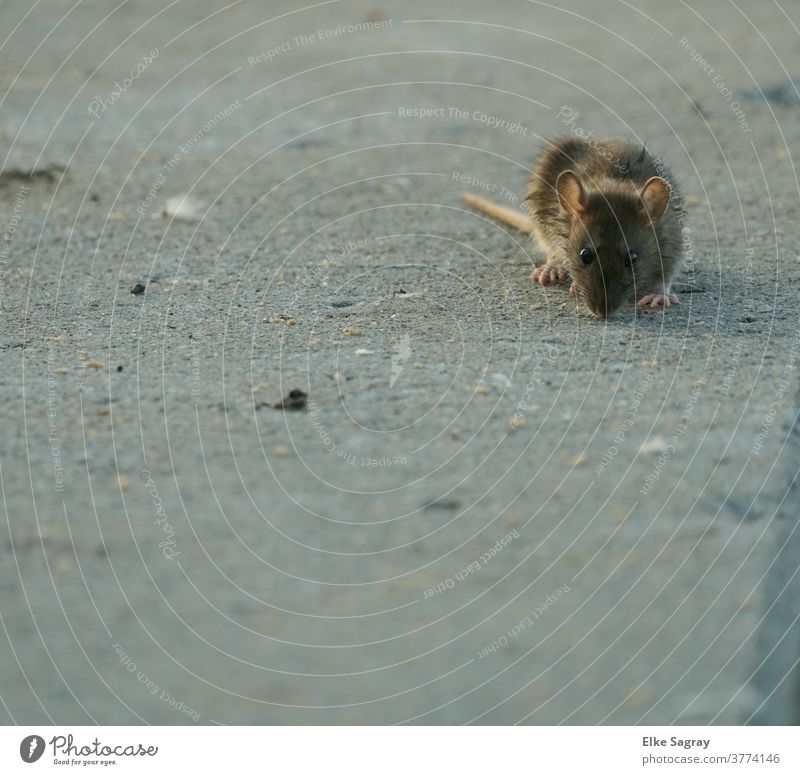 Rat in search of food... rodent Animal Exterior shot Deserted Nature Wild animal Animal portrait