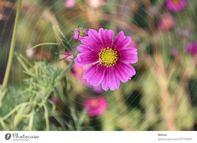 Flowers - Cosmos flowers blooming in the garden closeup blossom autumn beautiful beauty botany bright calm color colorful cosmos detail environment flora floral