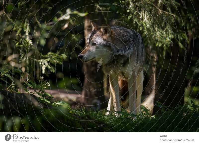 A single Eurasian Wolf stands in the forest Canis lupus Sheep animal animal themes animal wildlife carnivore dangerous dog fur howl hunter loner mammal nature