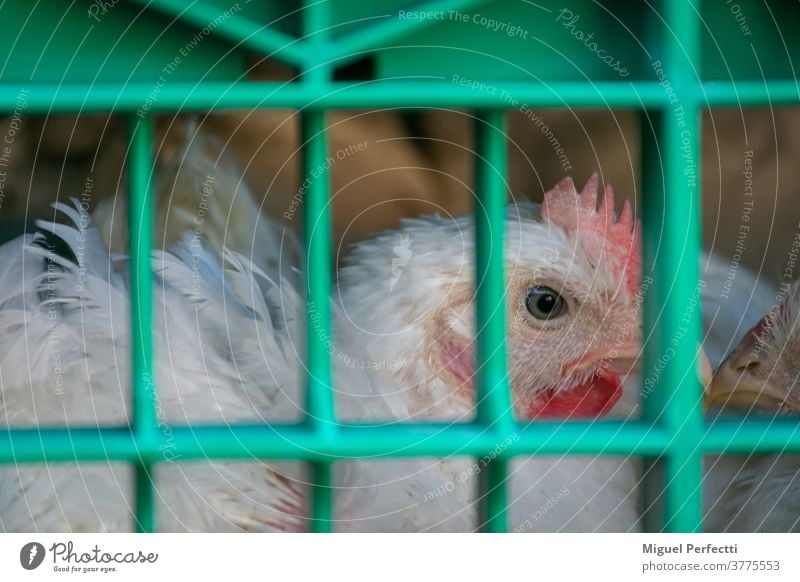 Farm hen in the cage for transport to the slaughterhouse chicken poultry animal livestock beasts head farm feathers truck meat industry transportation beak