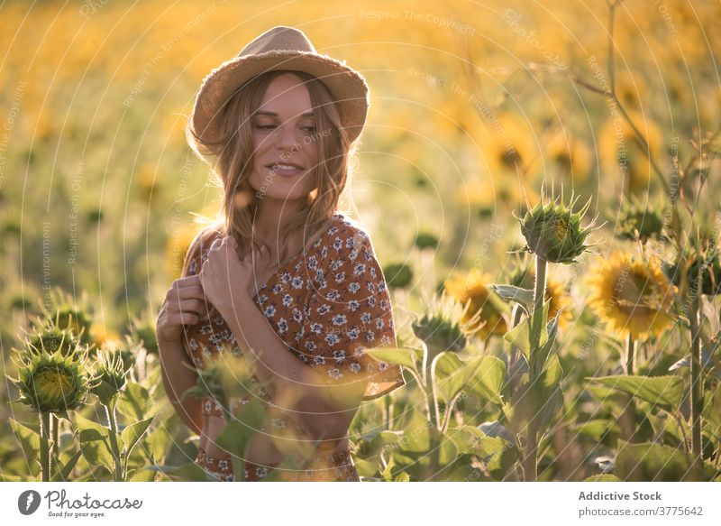 Young woman having fun in sunflower field summer happy enjoy freedom carefree bloom nature harmony cheerful young female hat countryside blossom meadow season