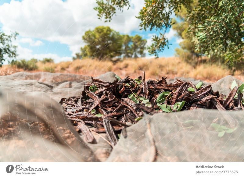 Ripe carob pods under tree harvest ripe dry collect plant pile agriculture heap season organic fresh countryside farm cultivate food plantation rural natural