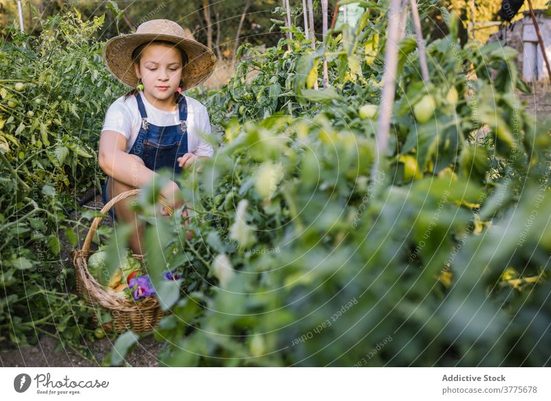Carefree girl picking vegetables in harden in countryside harvest collect child garden ripe wicker basket season village sunlight adorable kid nature organic