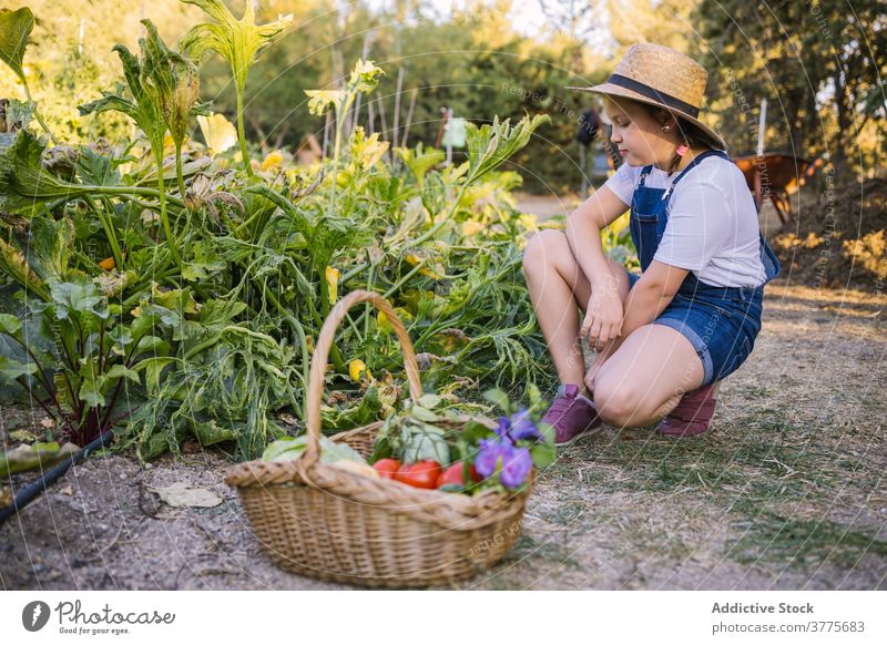 Child in garden with basket with harvest in village wicker ripe countryside vegetable girl flower child fragrant various nature healthy plant organic season