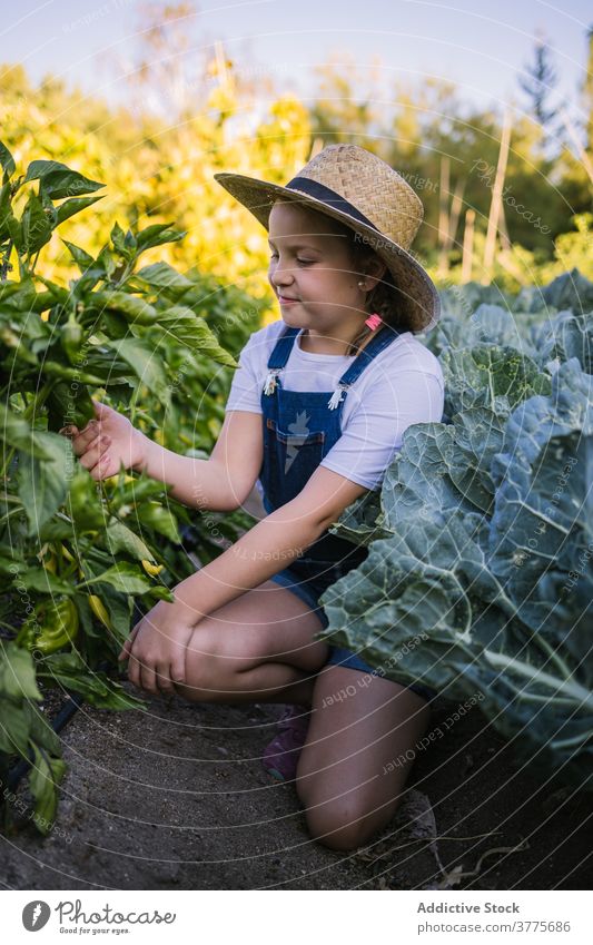 Cute child collecting vegetables in garden harvest season village countryside pick sunlight adorable girl kid nature organic fresh childhood natural cultivate