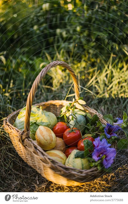 Basket with assorted ripe vegetables in garden harvest basket wicker various fresh village sunlight lawn green countryside sunset nature field summer flower
