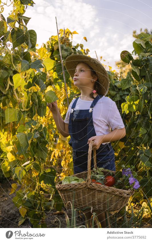 Carefree girl picking vegetables in harden in countryside harvest collect child garden ripe wicker basket season village sunlight adorable kid nature organic