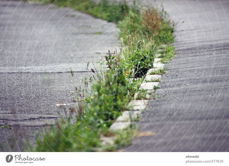 Green path Grass Weed Deserted Street Lanes & trails Sidewalk Decline Growth Growing wild Colour photo Exterior shot Copy Space left Copy Space right