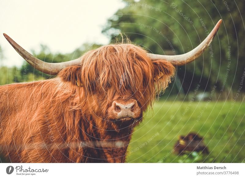 Highland beef needs a haircut Cattle Cattle farming cattle Agriculture Livestock Cattle breeding Livestock breeding Cattle Pasture Hair and hairstyles
