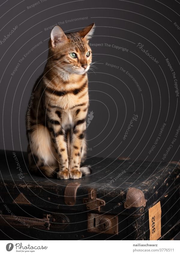 bengal cat Peaceful Colour photo observer Animal frisky Brash relaxation Observe naturally Idyll Happiness Contentment Interior shot Elegant Looking Pet
