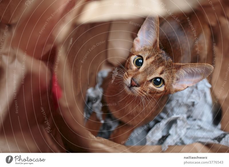 Abyssinian cat in a paper bag Peaceful Colour photo frisky ears Animal observer Observe relaxation Brash Happiness Idyll naturally Interior shot Contentment
